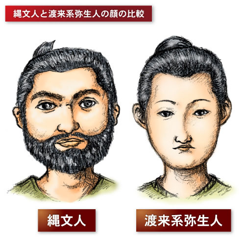 第三章 弥生時代の自然と人 2 弥生人の身体的特徴 弥生ミュージアム