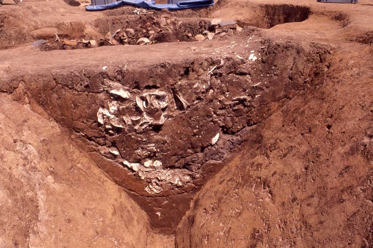 Photo of Excavated relics