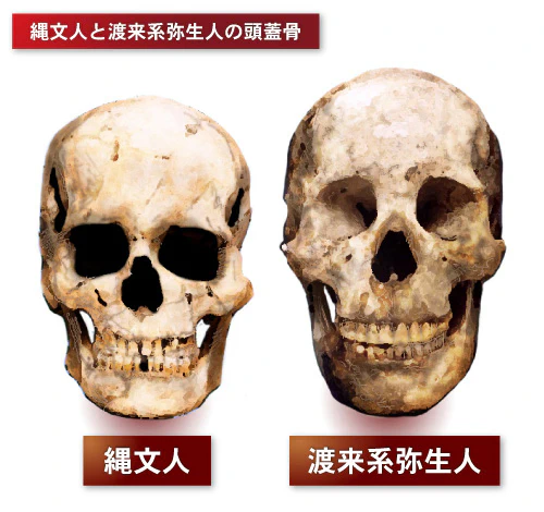 縄文人と渡来系弥生人の頭蓋骨