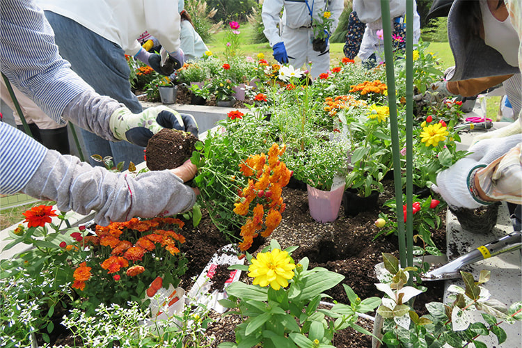 花壇で花苗を植え替えるボランティア活動の写真