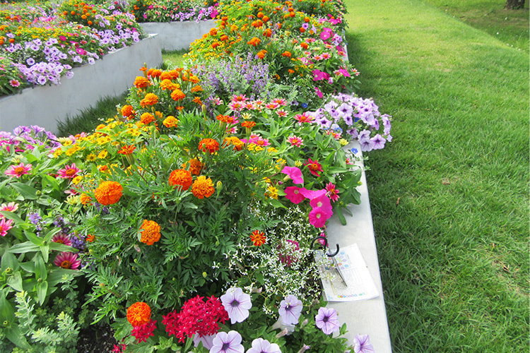 植え付けられ色とりどりの花が咲く花壇の写真