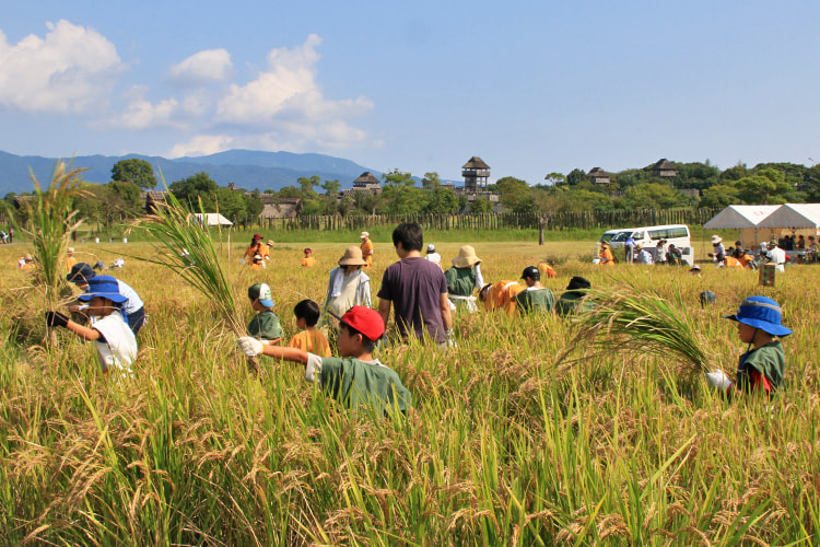 水田で貫頭衣を着て稲刈りをする参加者の写真