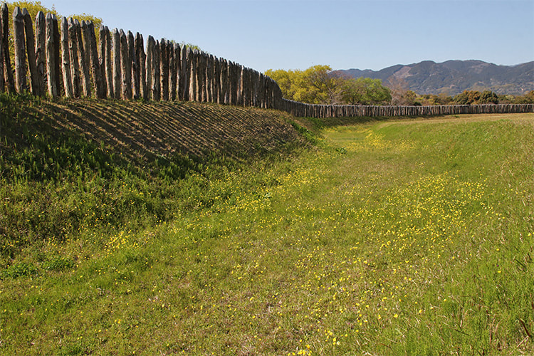 城柵の隣に掘られた壕の中で川のように咲くウマノアシガタの写真