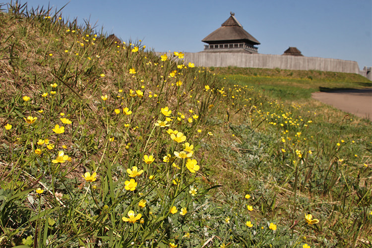 最大の建物主祭殿を背景に咲くウマノアシガタの写真