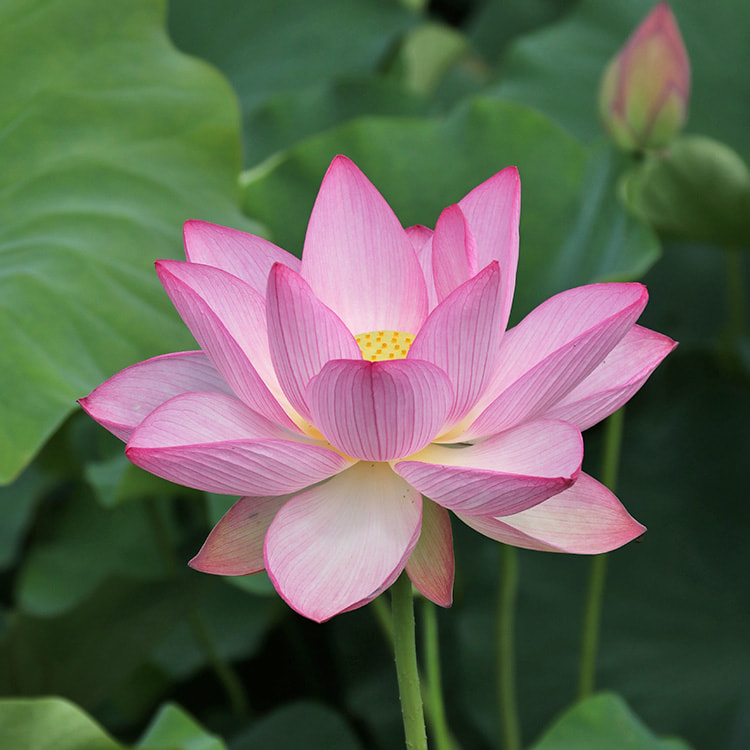 大賀ハス 吉野ヶ里歴史公園