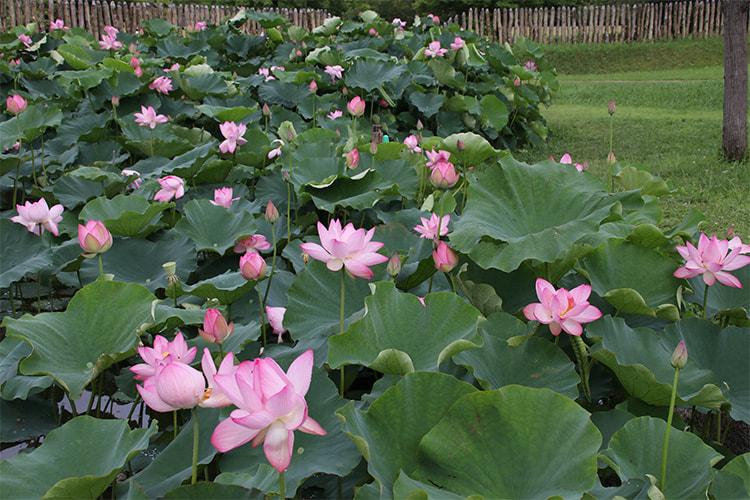 緑の葉とピンクの花が広がる蓮池の写真