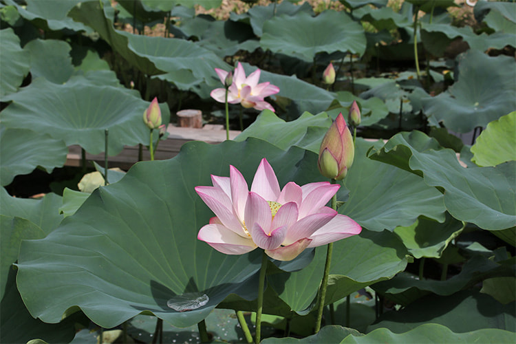 大きく開いた花と大きな蕾が写る新蓮池の写真
