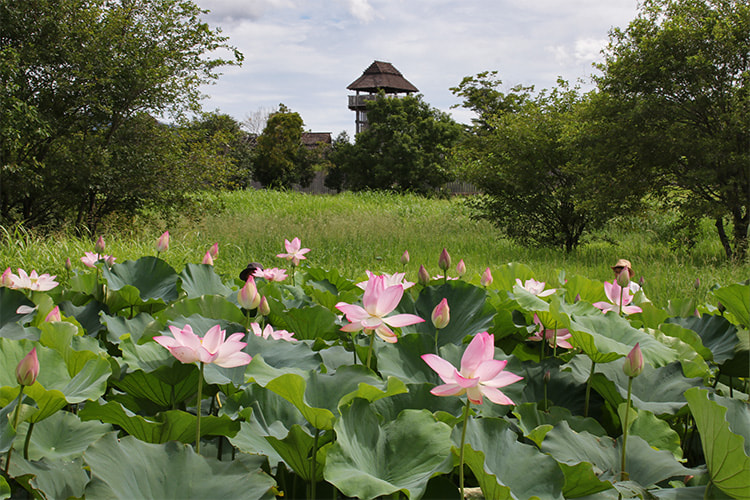 茂った蓮池に並ぶハスの花の背後に物見やぐらが写る写真
