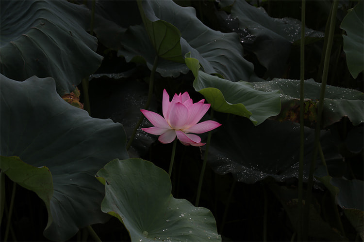 明るさを暗めにし、濃いピンクのハスの花1輪と周囲の葉の上には無数の雫が光る写真