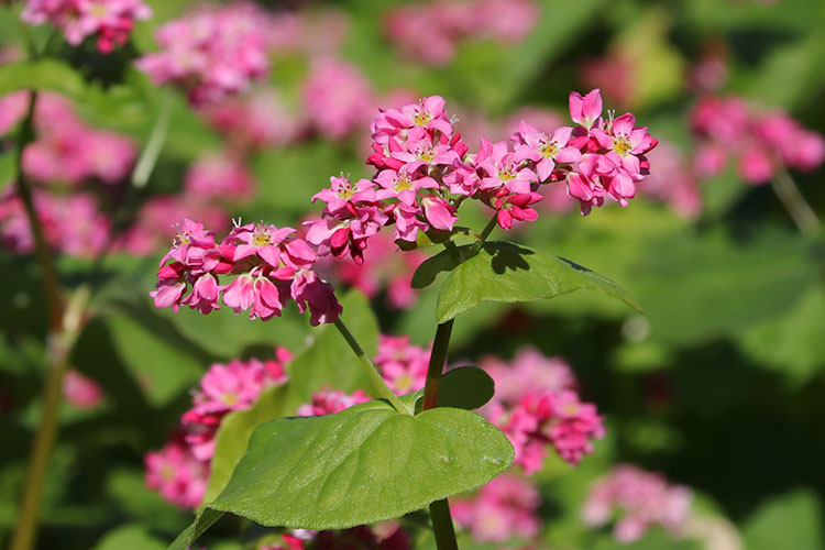 ソバの花 赤 吉野ヶ里歴史公園