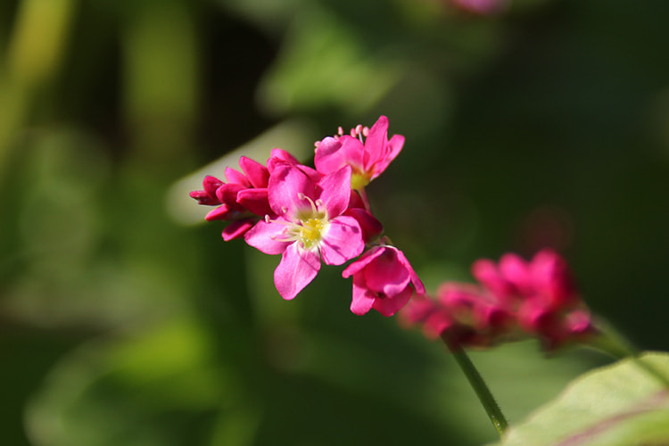 多くの蕾の中で2つだけ咲き始めた濃いピンク色のソバの花の写真