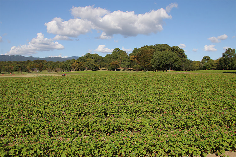 広い青空の下、まだ緑色が目立つソバ畑の写真