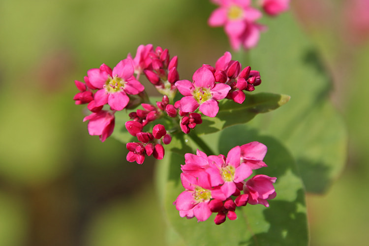 全体の3割ほどが開花した濃いピンク色のソバの花の写真