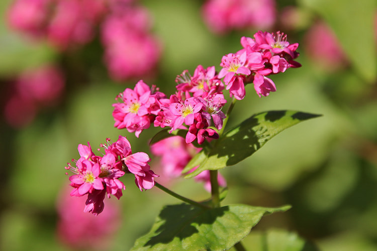 開花が5分ほど進んだ赤いソバの花の写真