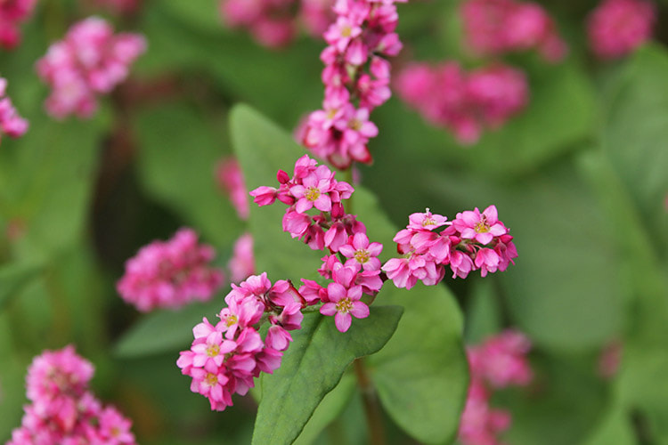 蕾の8割以上が開花しているピンク色のソバの花の写真