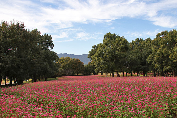 木に囲まれた畑一面にピンク色のソバの花が咲いている写真