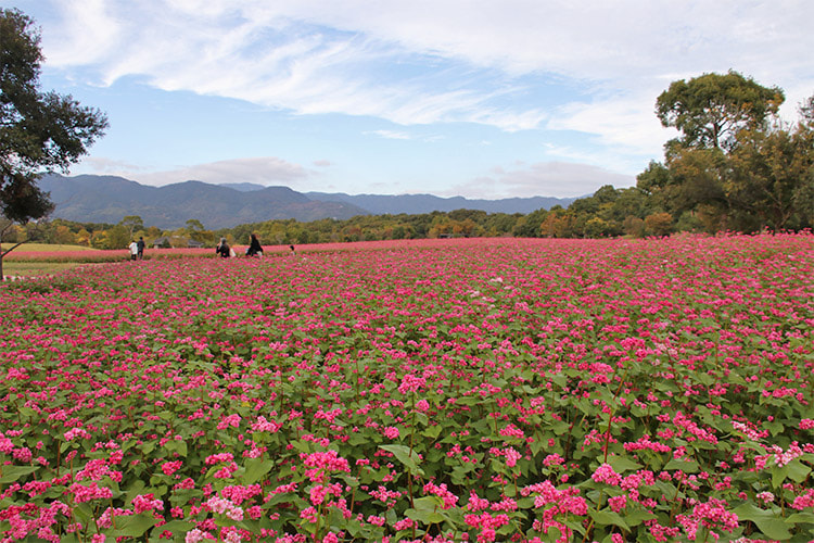 一面に咲いたソバの花の間を親子連れが歩いている写真