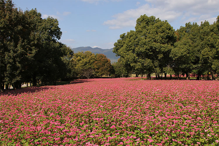 一面が濃いピンク色の畑の写真