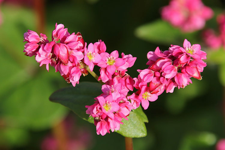 満開の畑の花の拡大写真。一部に実が見られる