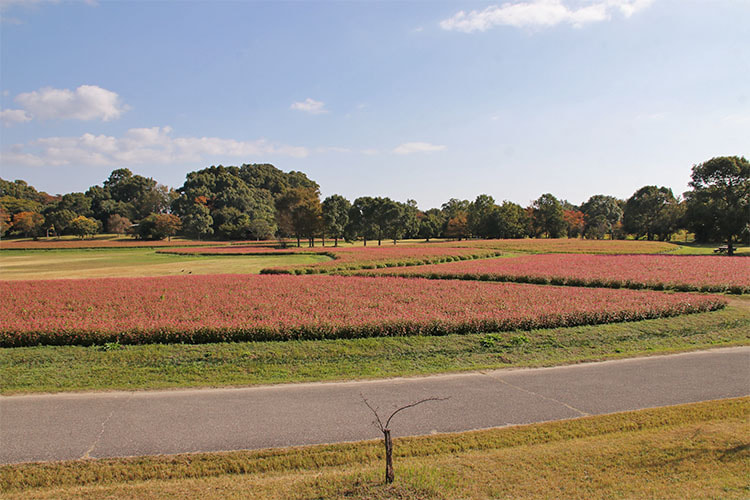俯瞰写真。開花の遅れていた畑もピンク色に見えるようになっている