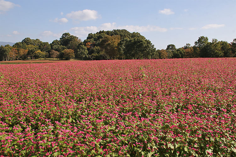 晴天の下、一面が濃いピンク色の畑の写真。