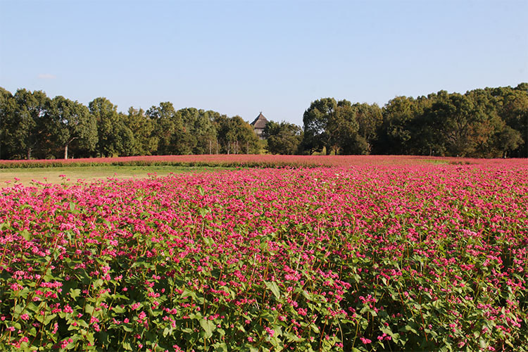 手前に広がる満開のソバの花畑の奥に樹木が並び、大きな古代の建物の屋根が見える写真