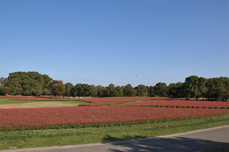 土手の上から撮影した俯瞰写真。一面の畑のピンク色の脇に芝生広場、奥に樹木が並んでいる