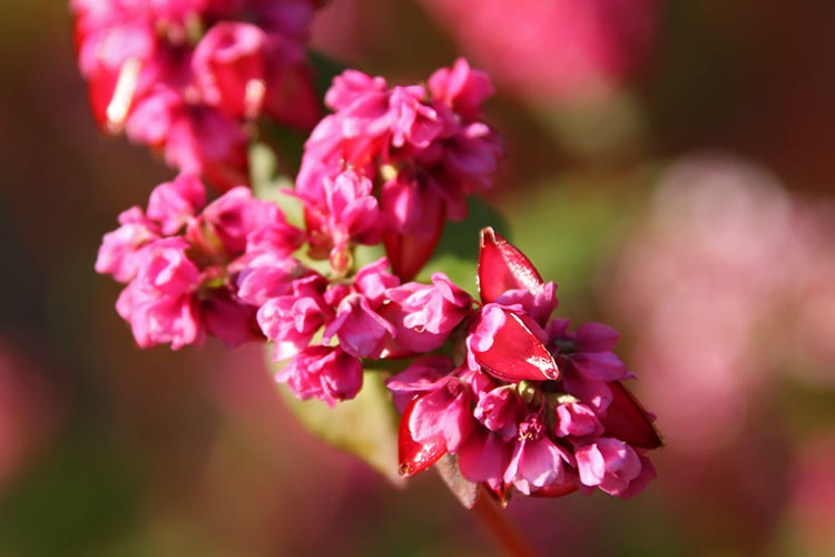 ソバの花の中から、深紅の三角錐がのぞいている写真