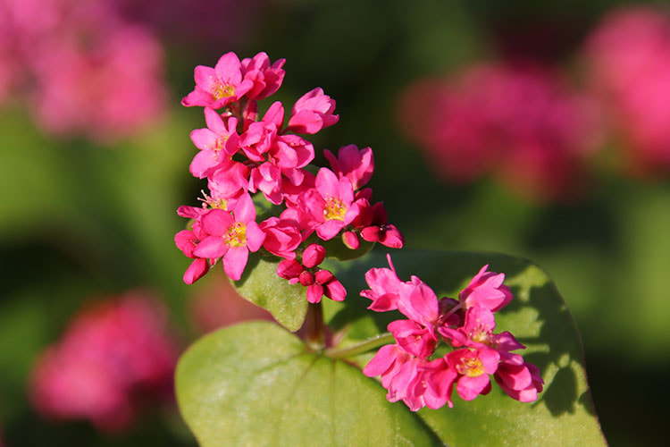 8分咲きのソバの花の写真