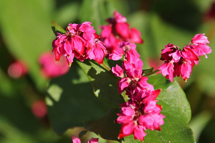 濃いピンク色の花の中から、深紅の実がのぞいている写真