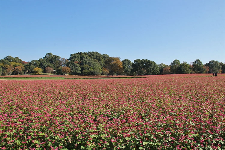手前から奥にかけて、ピンク色の畑が続いている写真