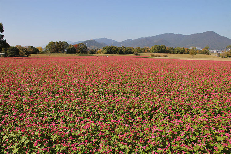一面ピンク色の畑の写真