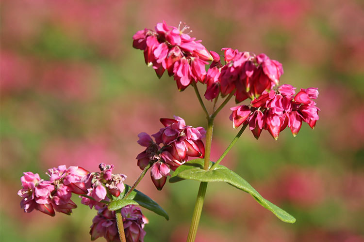 ピンクの花の中に、赤い三角錐状の実が鈴なりに着いている写真