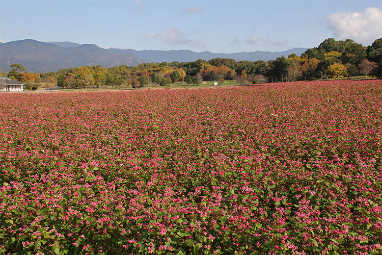 一面に広がるソバの花畑の奥には森、山並みが見える写真