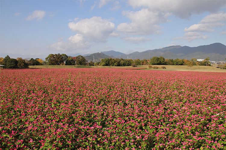 一面の満開状態のソバの花畑の写真