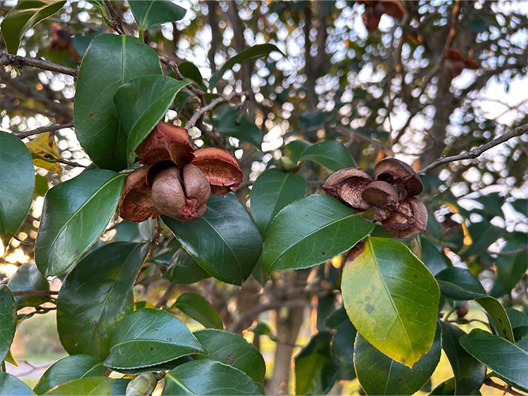 #Tahitian green 』 #パンの木の実 吉野ヶ里さんぽ vol.134』～みちくさ『木の実編』～｜吉野ヶ里歴史公園