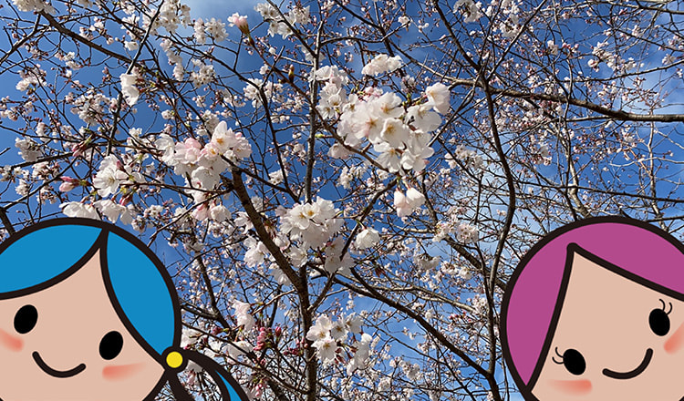 追加された横型フォトフレームで撮った桜の写真