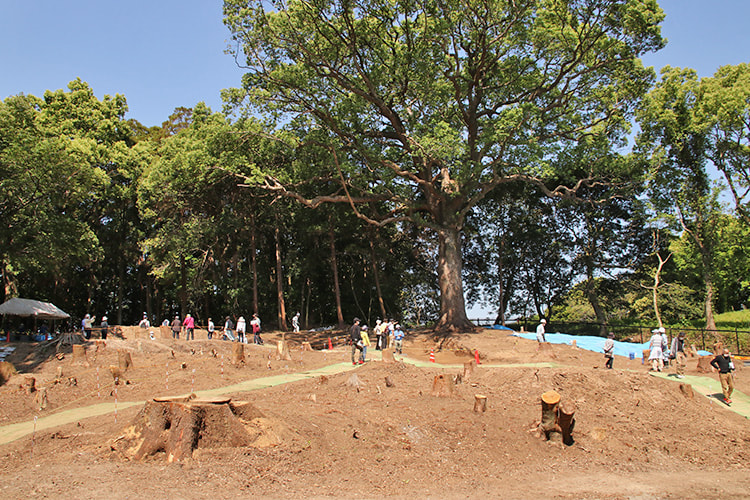木が切り開かれた旧日吉神社境内地の現場