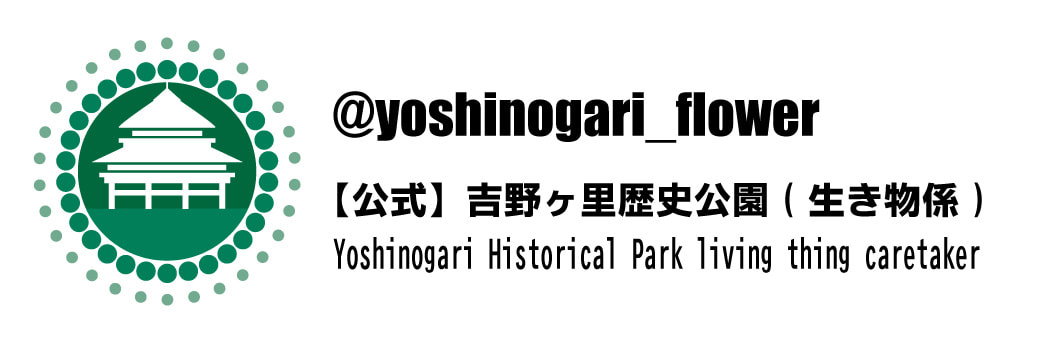 吉野ヶ里歴史公園 公式インスタグラム開設のお知らせ｜吉野ヶ里歴史公園