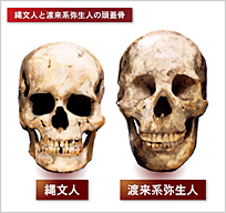 イラスト：縄文人の頭蓋骨と渡来系弥生人の頭蓋骨の比較