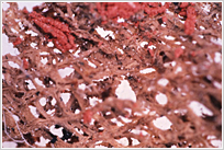 写真：甕棺墓から出土した透目絹