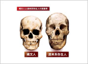 写真：縄文人と渡来系弥生人の頭蓋骨の比較